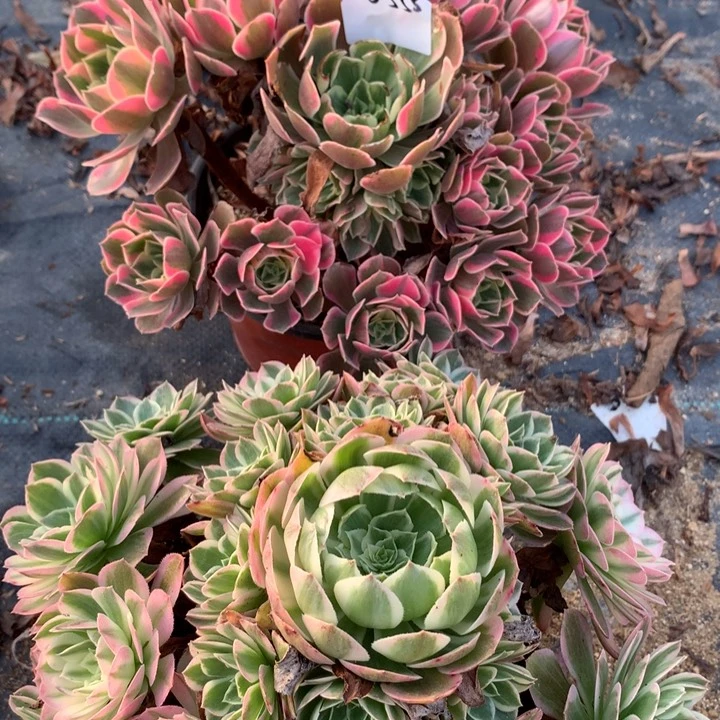 圈*0555有伤多肉植物