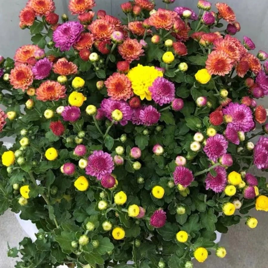 千头菊盆栽带花苞带花植物室外花园耐寒球菊花植物带盆糖果菊花卉