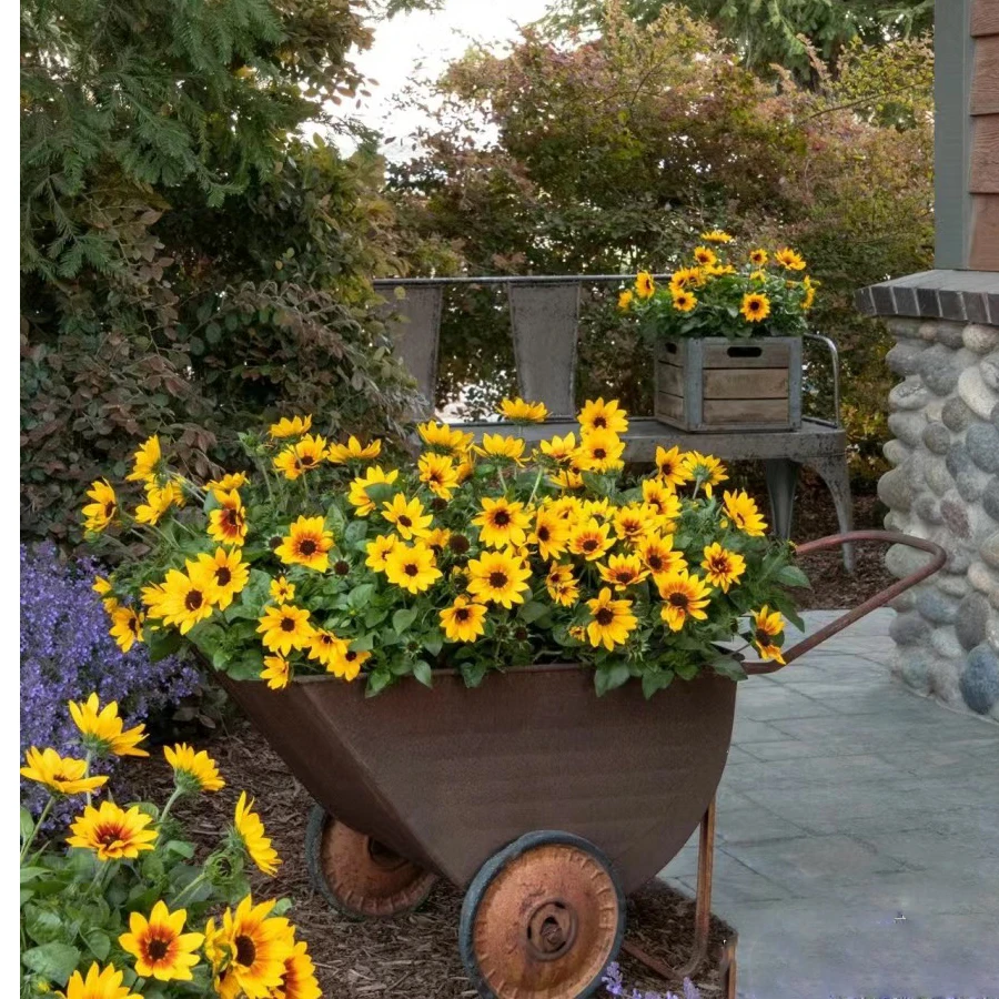 【光辉岁月向日葵 1加仑】庭院阳台植物花卉向日葵开花机器