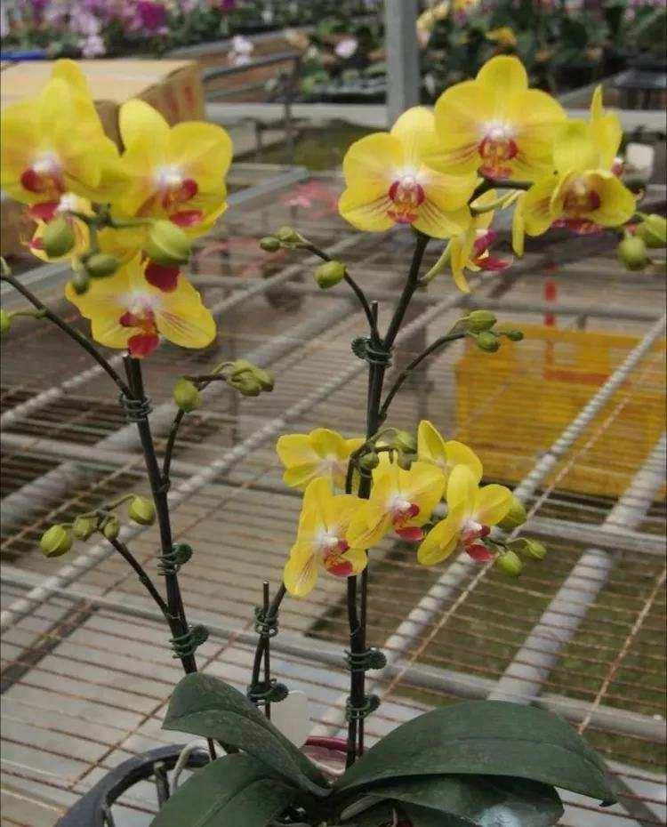 【金公主抽梗苗】蝴蝶兰买五送一带香味蜡纸花