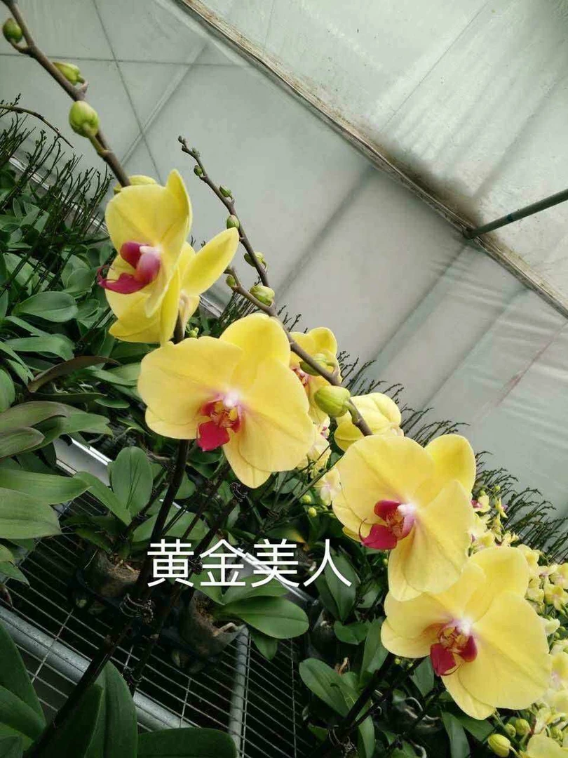 【黄金美人抽梗苗】蝴蝶兰大花型春节畅销品种