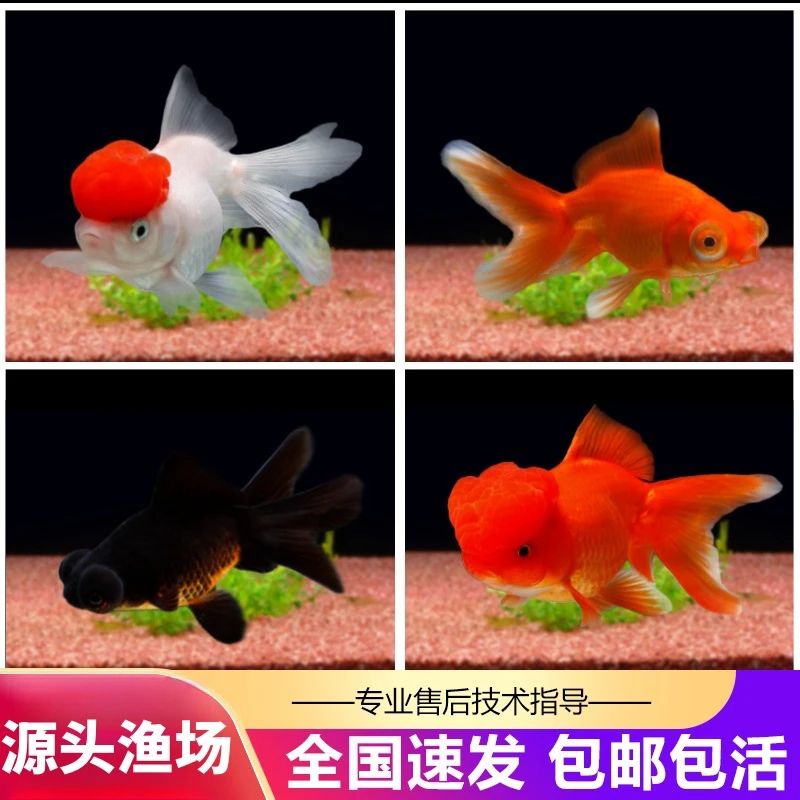 大号8-12cm金鱼冷水观赏鱼活鱼金鱼  29.9/10条以上包邮包活到家