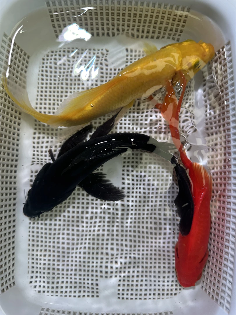 【22】 18-22cm 黄1红1黑1 观赏鱼2号箱