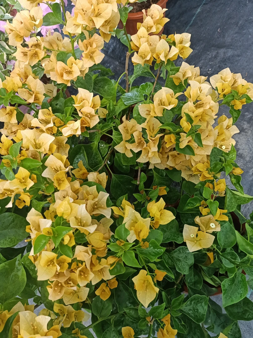 【金色光辉】三角梅四季勤花阳台天气庭院爬藤植物绿植
