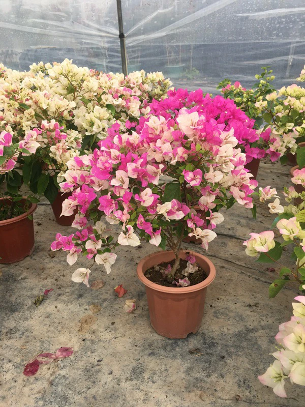 【椰子冰】三角梅四季盆景皇宫开花品种爬藤视频一物一拍链接新手