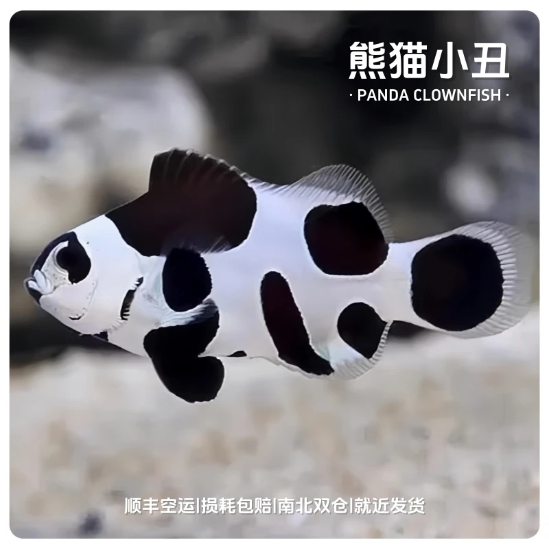 熊猫小丑//小丑鱼/尼莫/人工/野生/海水饲养/南北双仓/就近发货