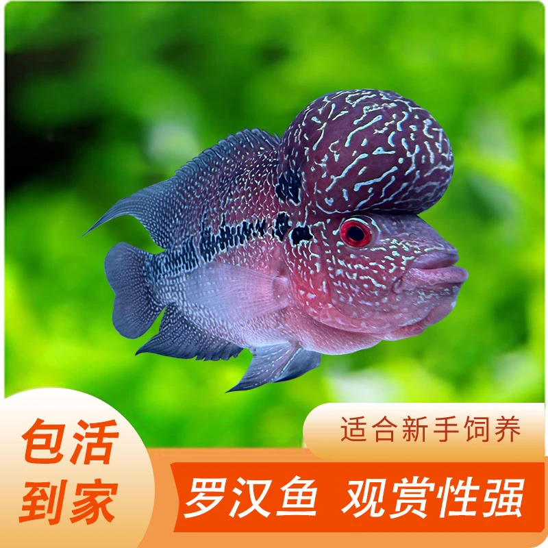 热带淡水罗汉鱼亚成小鱼头座好 养耐活性价比高养鱼饲养活体养殖