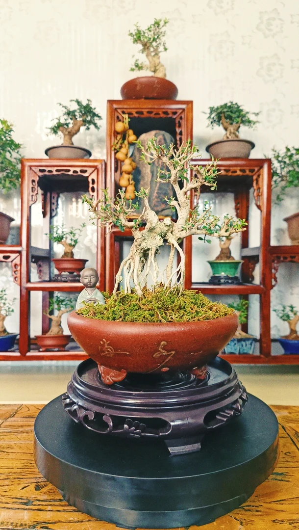 2号链接 杂木类盆景树桩 一物一拍