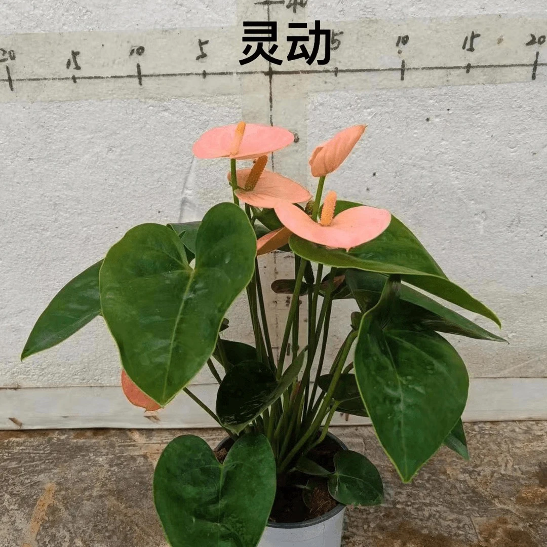 室内绿植红掌混发什么品种都有不支持备注
