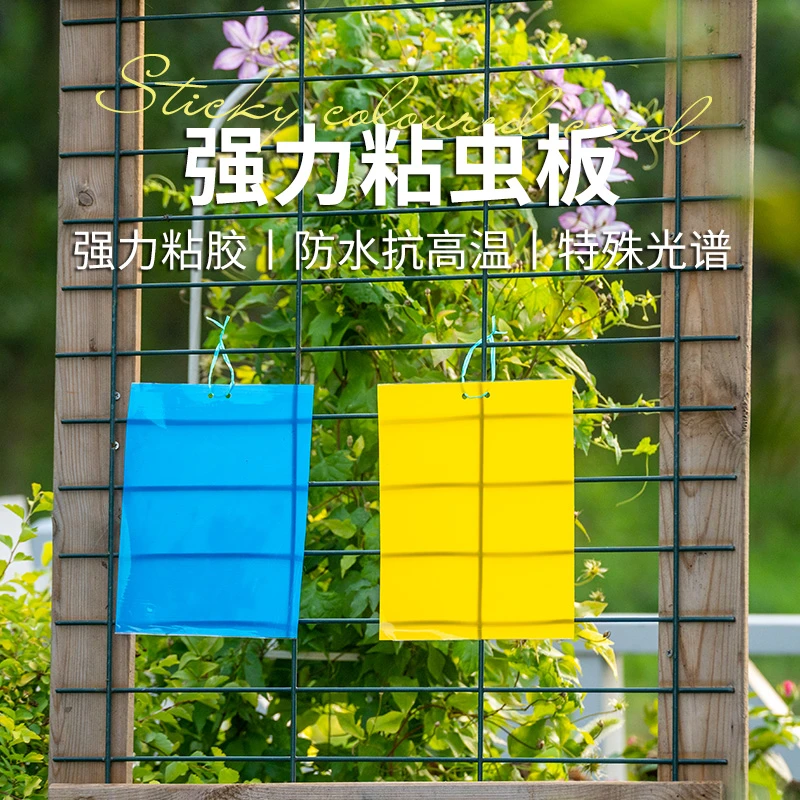 天狼月季  黄蓝板双面粘虫板 诱虫板 黄板 蓝板高效耐用