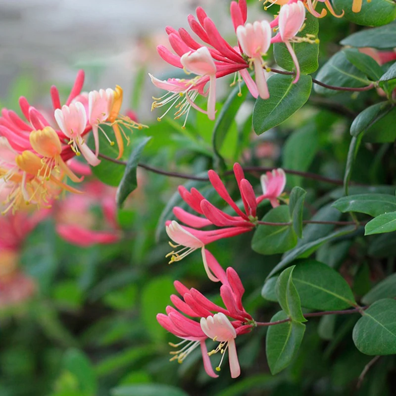 天狼   金银花 易养护耐寒庭院花园爬藤拱门观赏性花卉盆栽苗