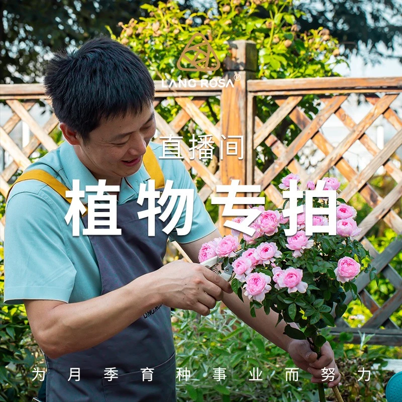 天狼月季小苗专属花卉综合链接盆栽