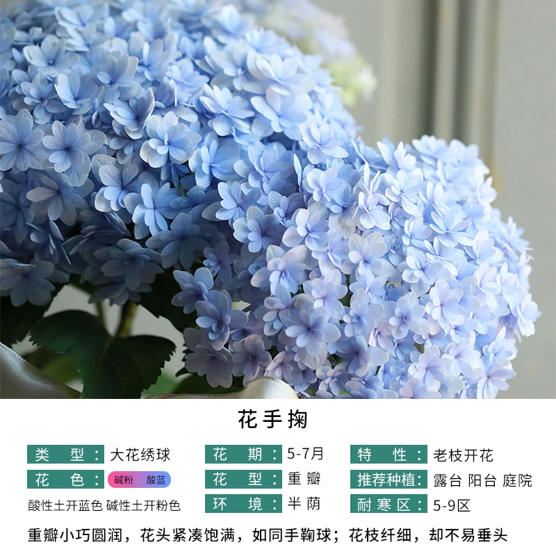 天狼   花手掬 绣球盆栽 大花绣球阳台庭院