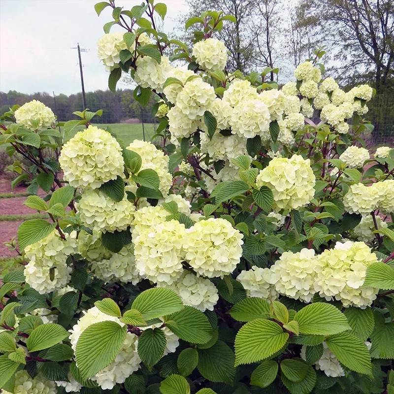 天狼 麻叶木绣球 喜光地栽观赏性木本植物花卉耐热耐寒
