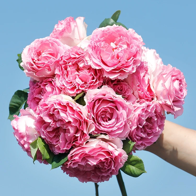 【木通专属】天狼月季 罗衣 自育月季玫瑰 多季粉色浓香无刺藤本