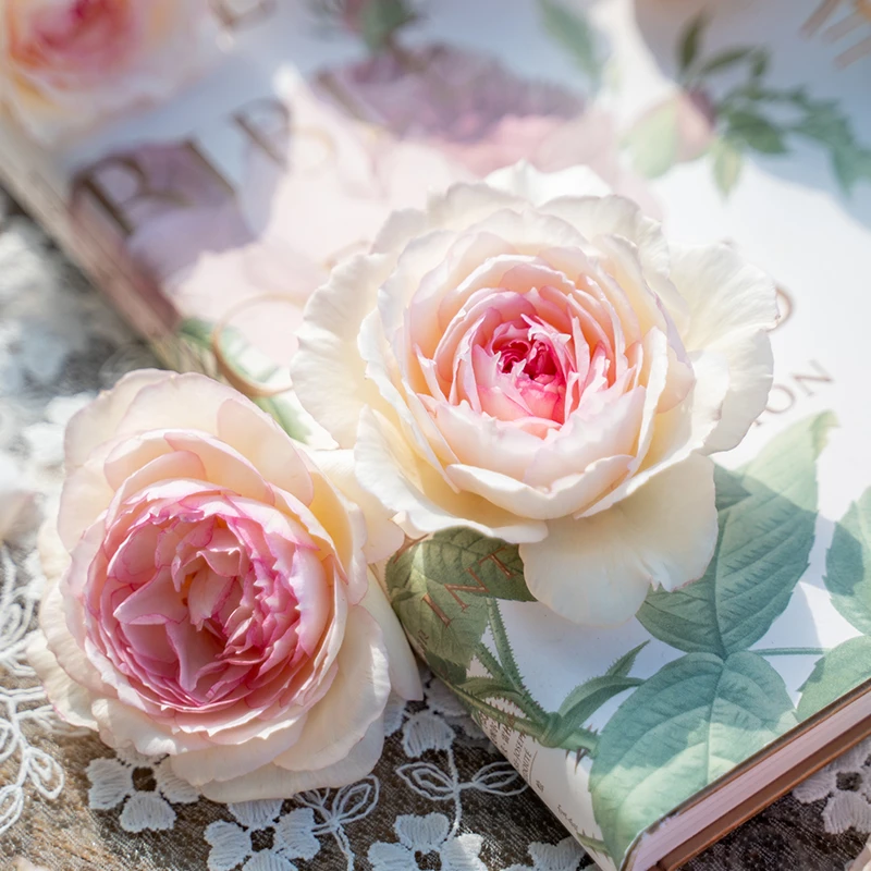 天狼月季 玉碗纱 自育月季玫瑰  多季节开花灌木丰花月季阳台易养