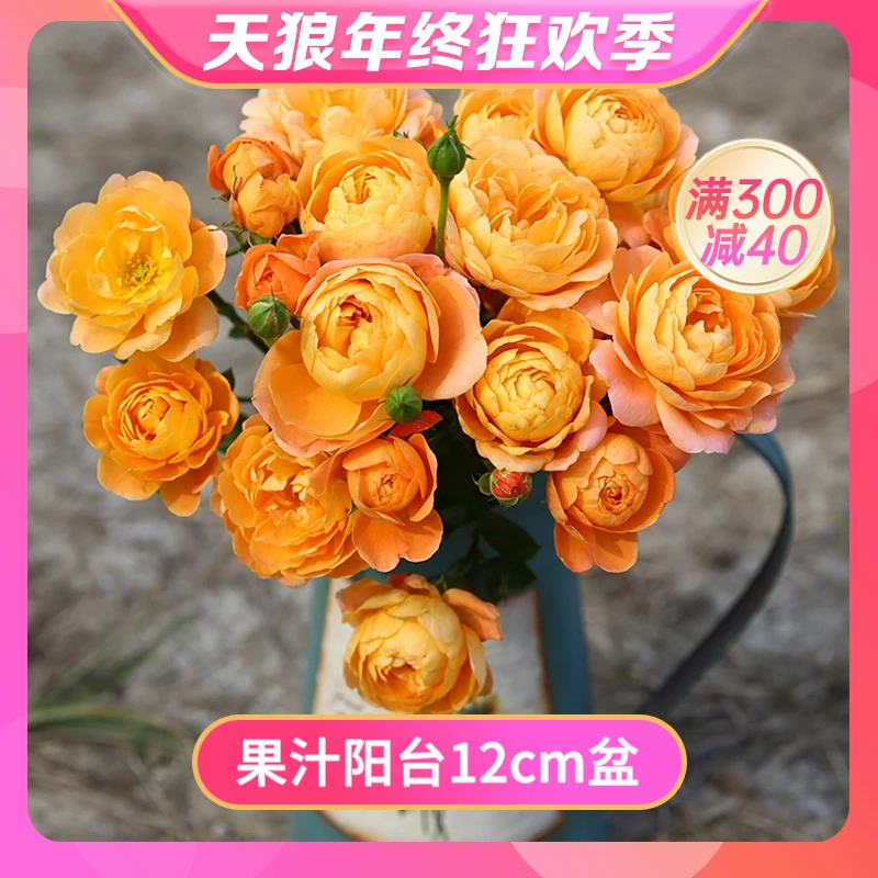 双12天狼 果汁阳台 月季12cm盆 多季大花微月阳台易养易种盆栽苗