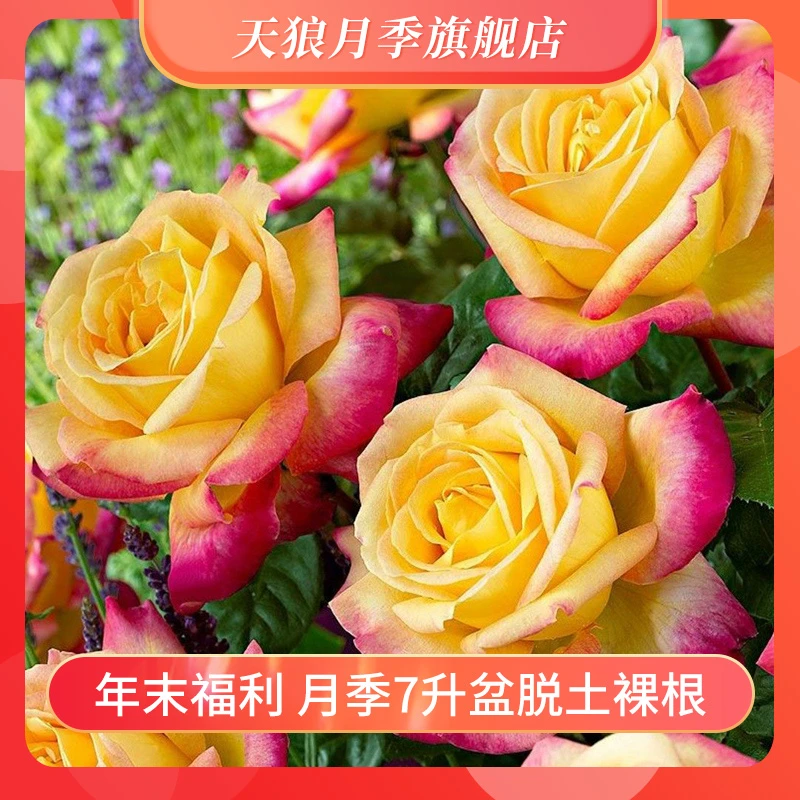【7升盆栽脱土裸根苗】天狼 裸根月季苗 庭院露台观赏性植物花卉