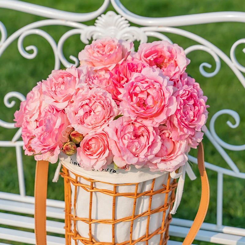 【木通专属】天狼月季 曼倩 自育月季多季开花淡香耐热丰花灌木月季