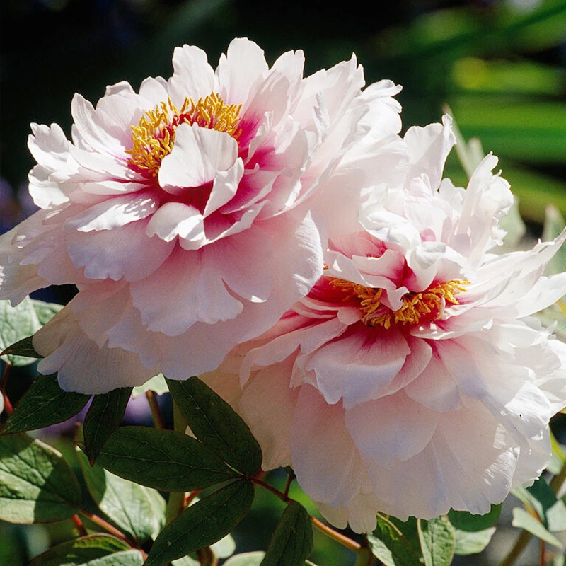 天狼 牡丹裸根苗 花王等多年生喜光庭院花园观赏性花卉