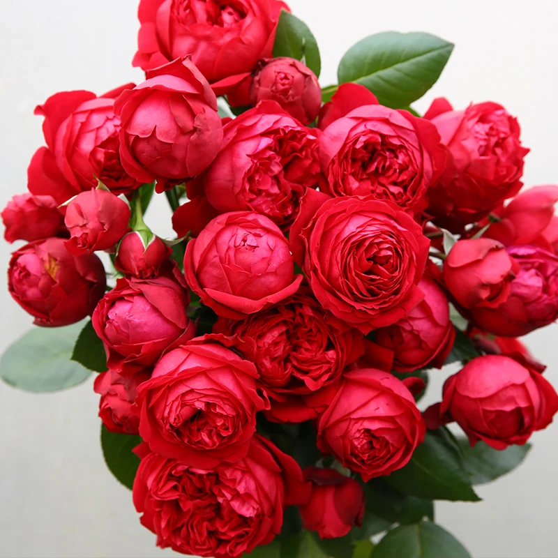 天狼月季花红色龙沙/红色伊甸园月季花玫瑰红色月季月季花盆栽