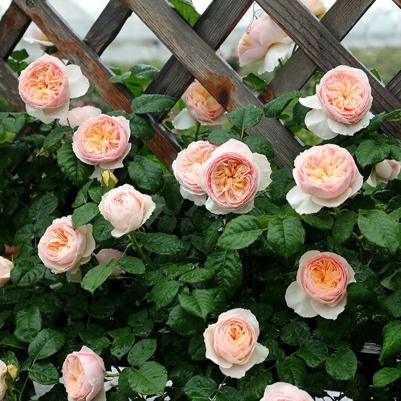 【木通专属】天狼月季涵仙自育月季藤本月季中香多季开花爬藤爬墙