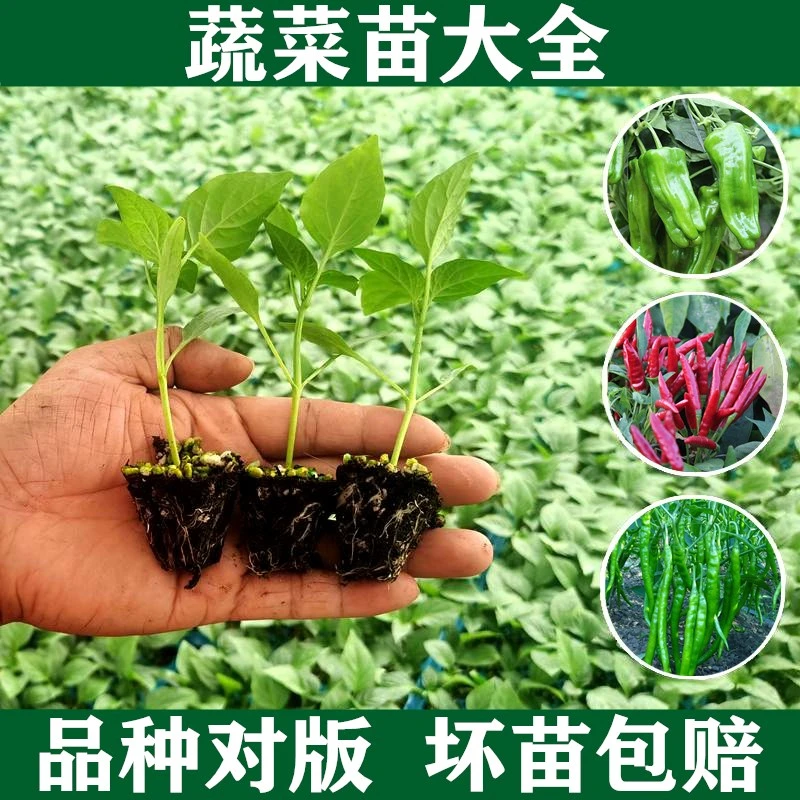 拍2送1多种蔬菜苗辣椒苗番茄秧苗西红柿苗圣女果苗茄子苗