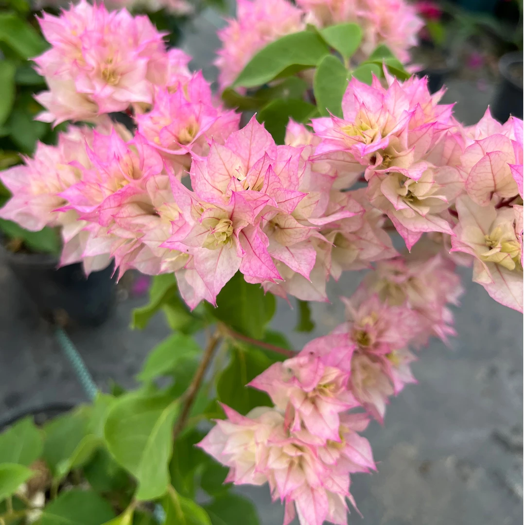 三角梅【重瓣怡景】 盆栽带花发货多季节开花耐热好养