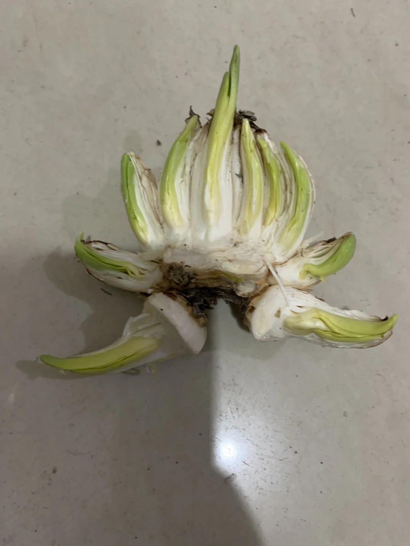 漳州复瓣雕刻水仙球