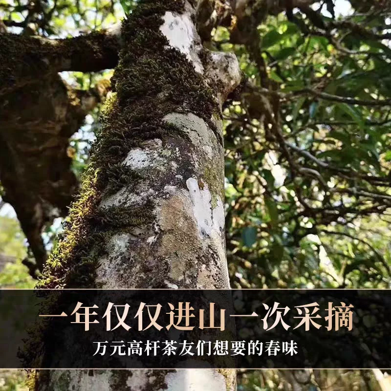云南普洱班章五寨老曼峨生茶饼古树黄金叶纯料茶叶