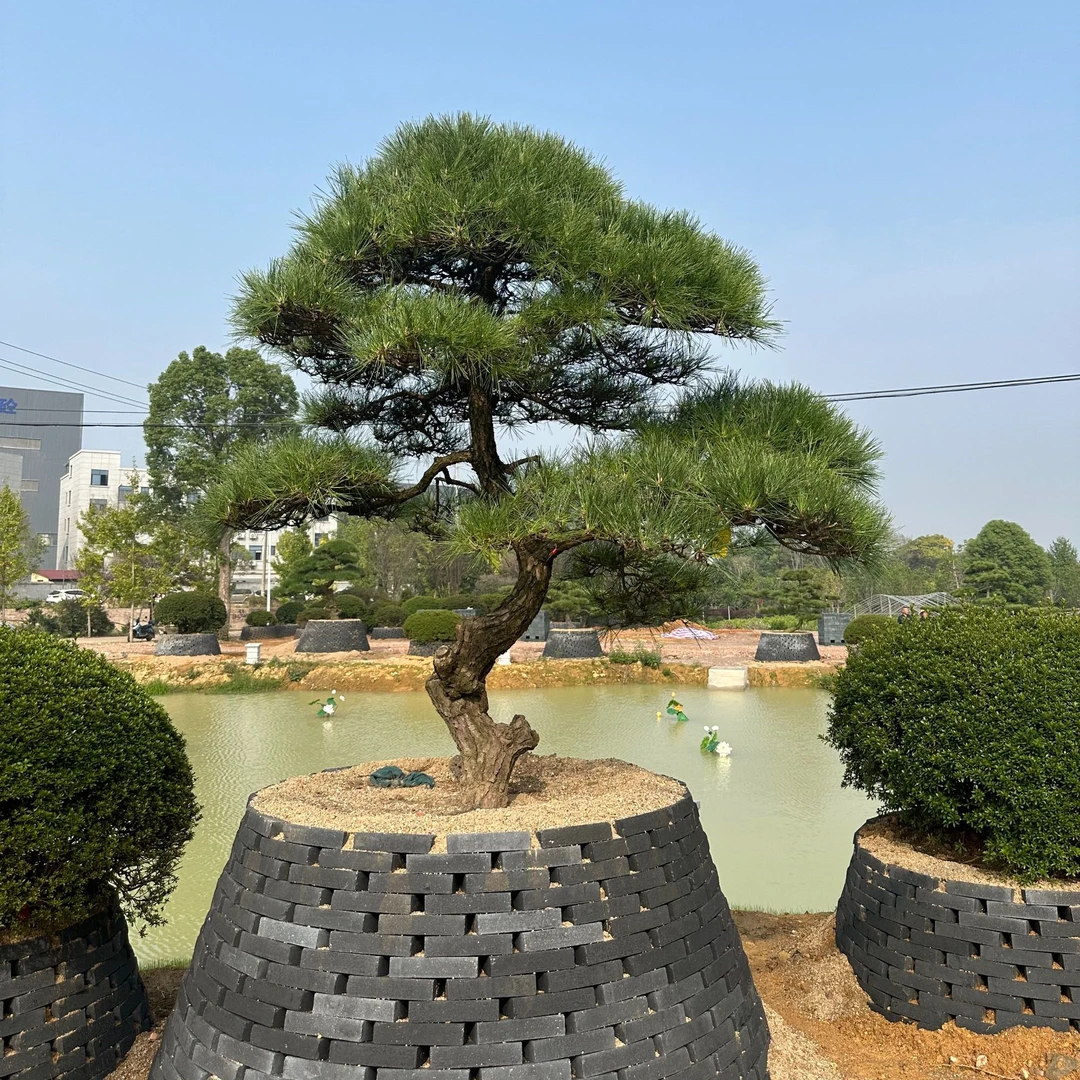 大型造型地景盆景黑松