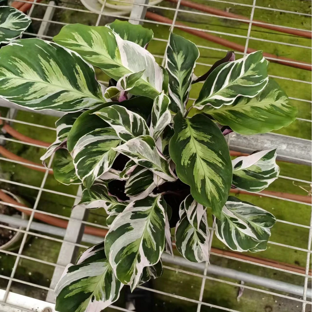 白油画竹芋盆栽室内好养