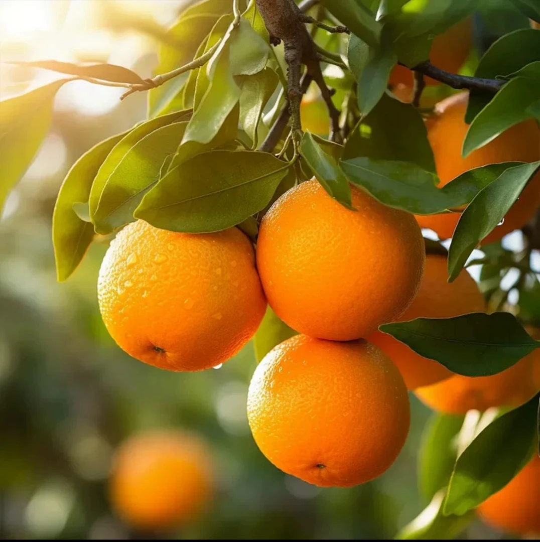 【优选品质】5/10斤装江西赣南脐橙正宗赣南橙子果园直发