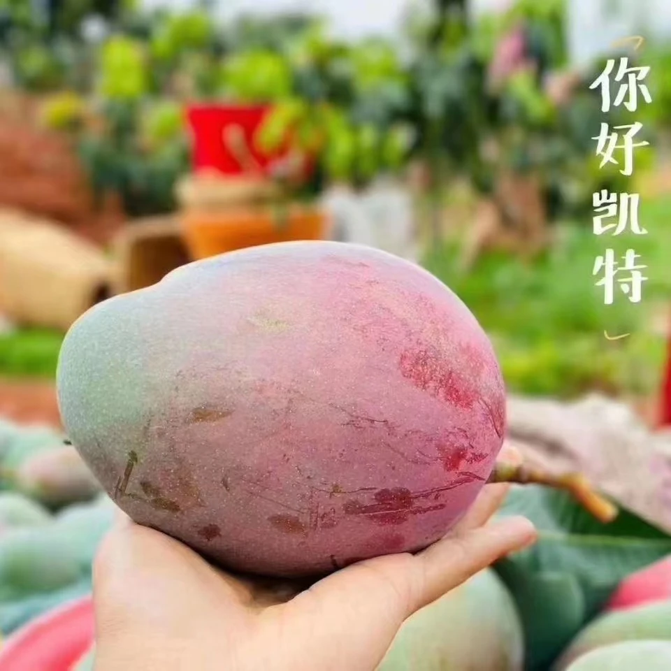 攀枝花凯特大芒果带箱5斤应季新鲜超甜大芒果包邮成熟香甜超大