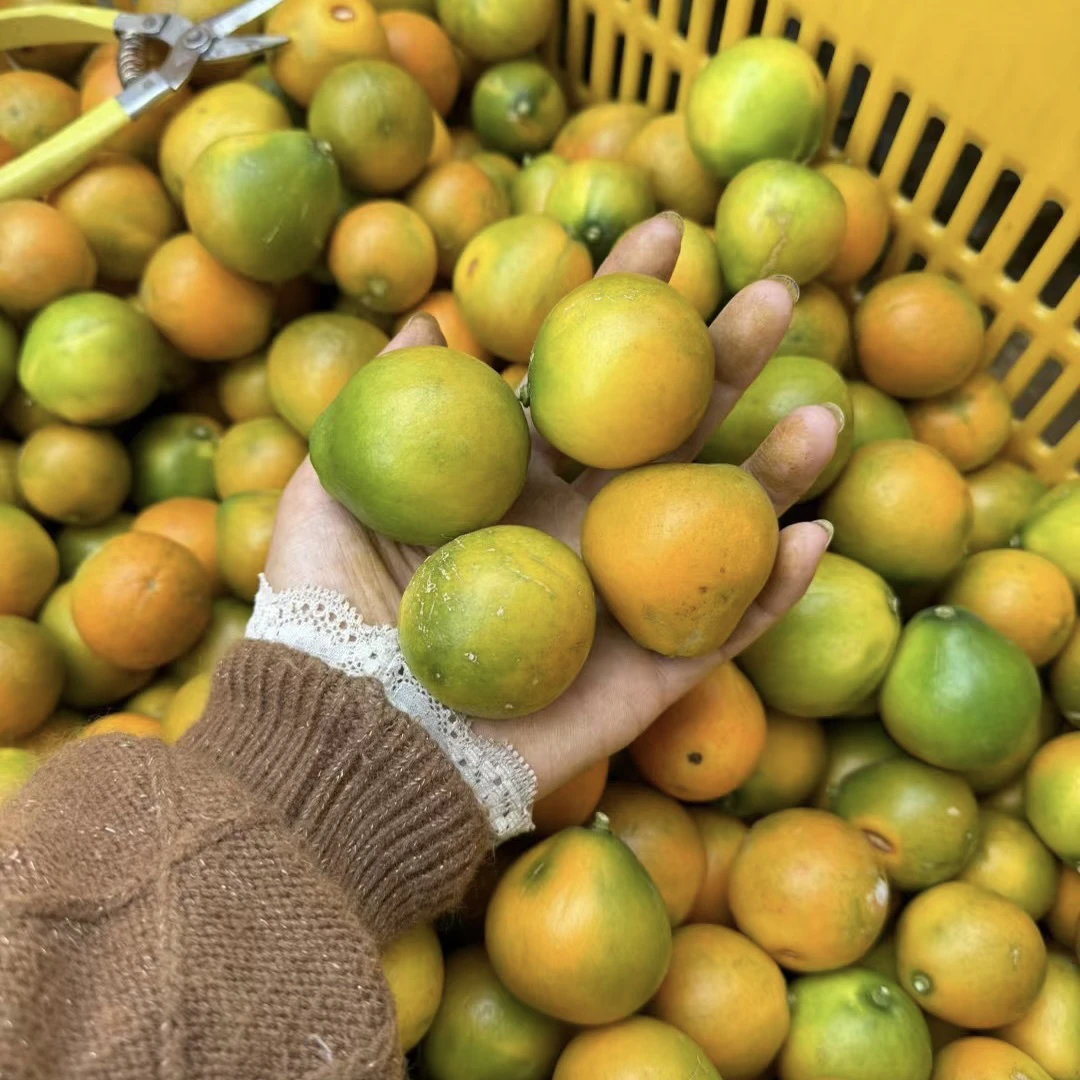 【福利无售后】广西脆蜜金桔统果花皮裂果4斤