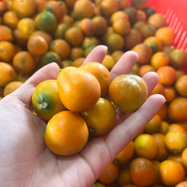 脆蜜金桔4斤丁果