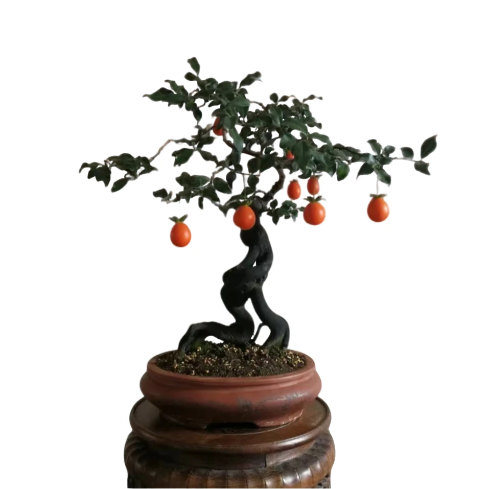 金弹子盆景一物一拍（请勿随意下单）