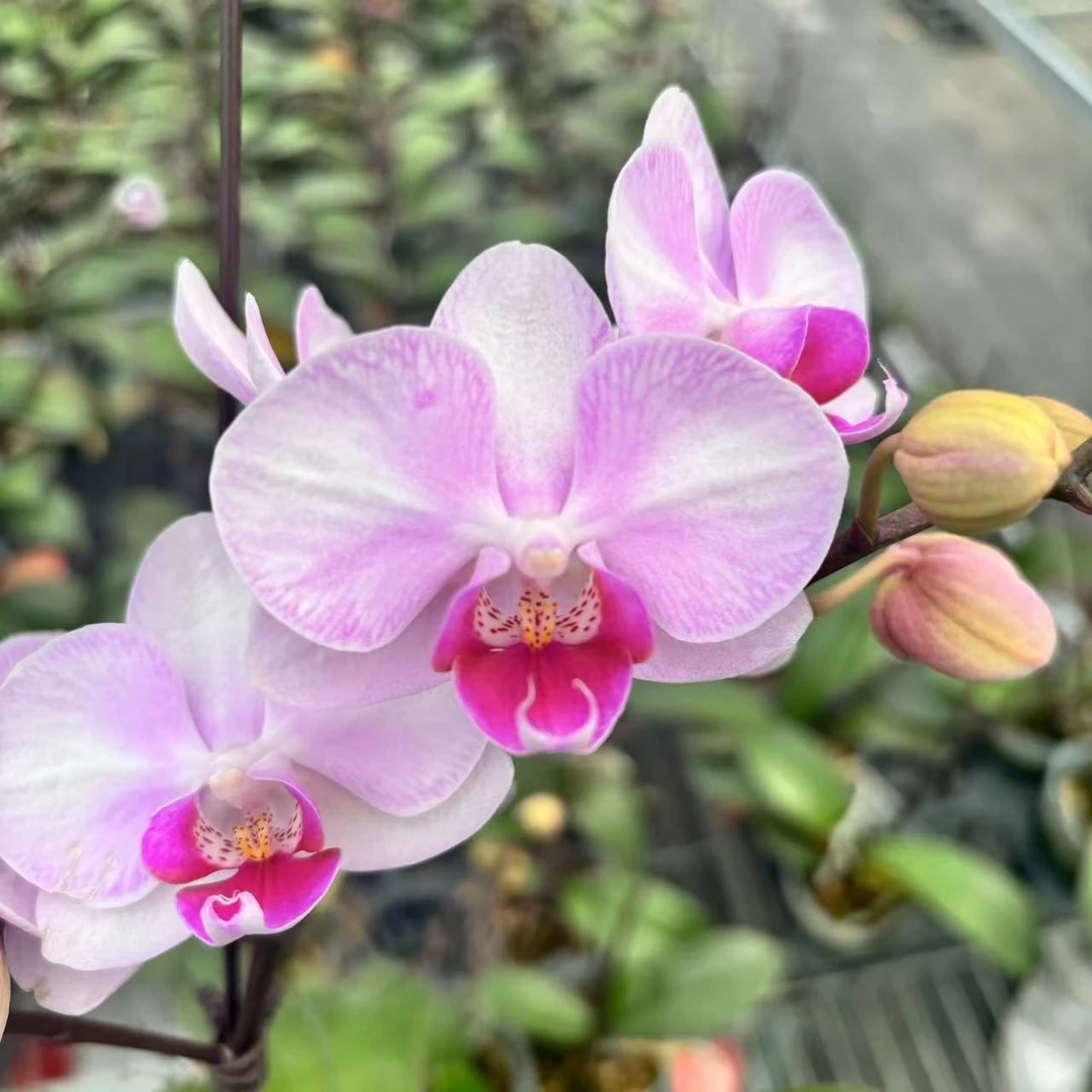 锦鲤【月光之恋】蝴蝶兰出梗苗 粉色系蜡质花 花量超多