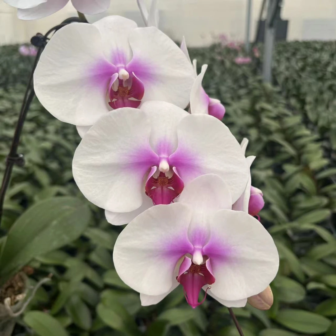 锦鲤【笑开怀】3.5寸杯未出剑苗粉色系蝴蝶兰