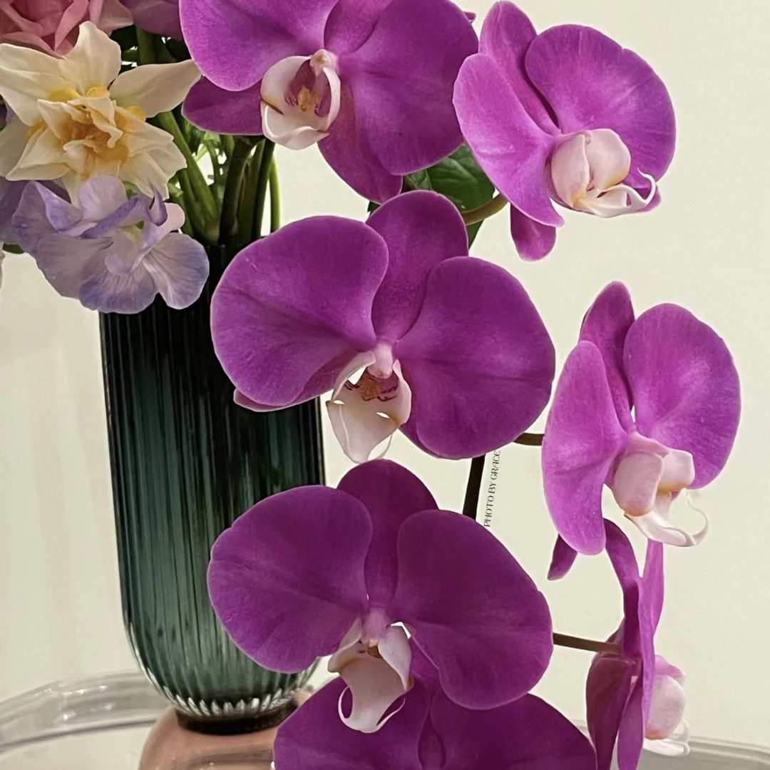 锦鲤【紫罗兰】3.5寸杯开花株粉色系蝴蝶兰