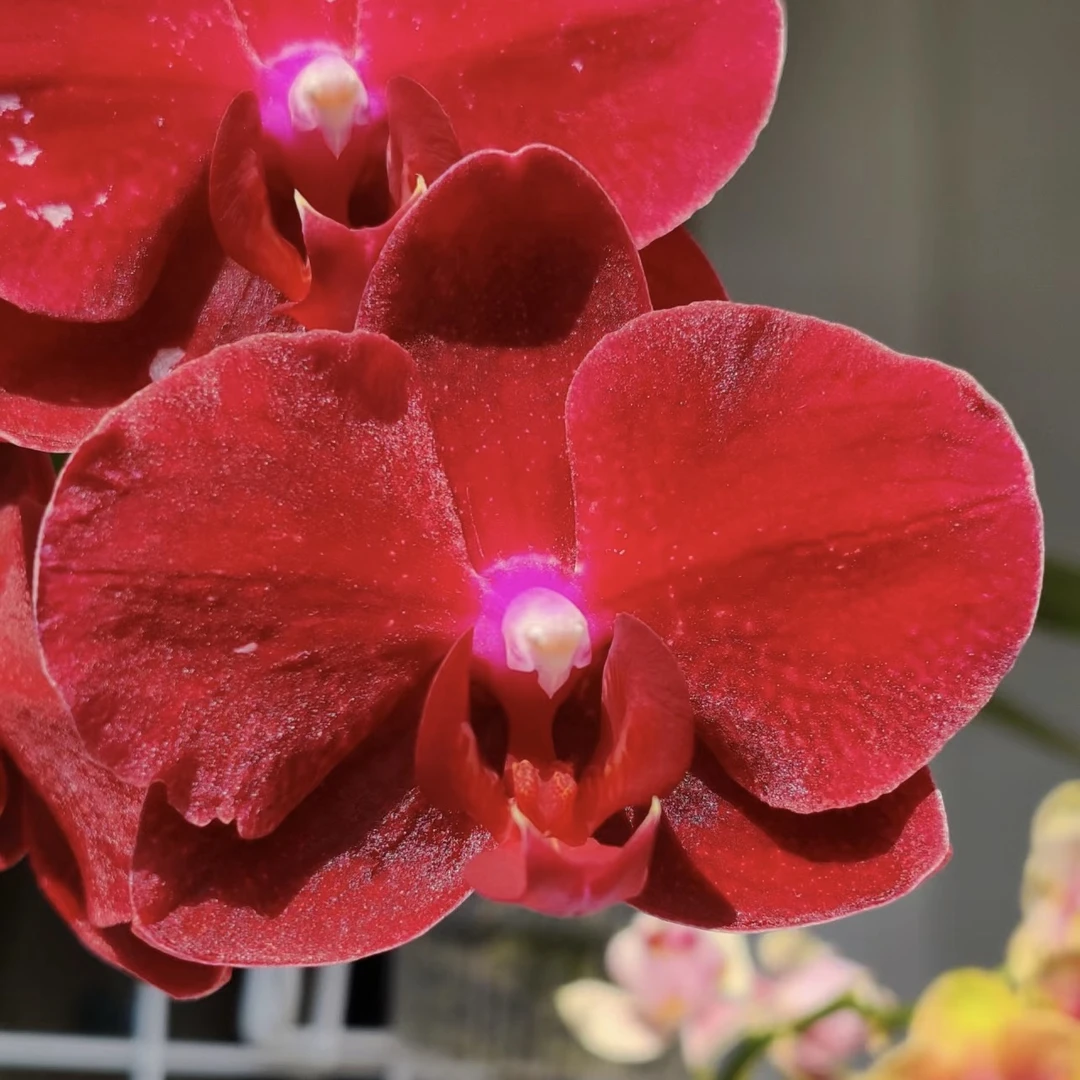 锦鲤【拉菲】出剑苗红色系蝴蝶兰中花型蜡质花
