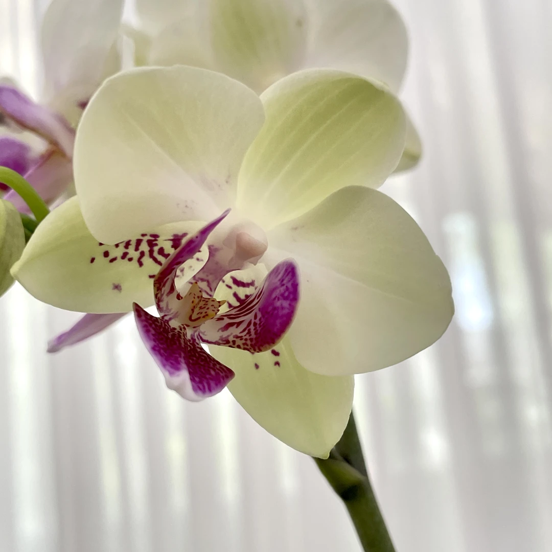 锦鲤【绿熊】3.5寸出梗苗绿色系中花型 蜡质花  必入款蝴蝶兰