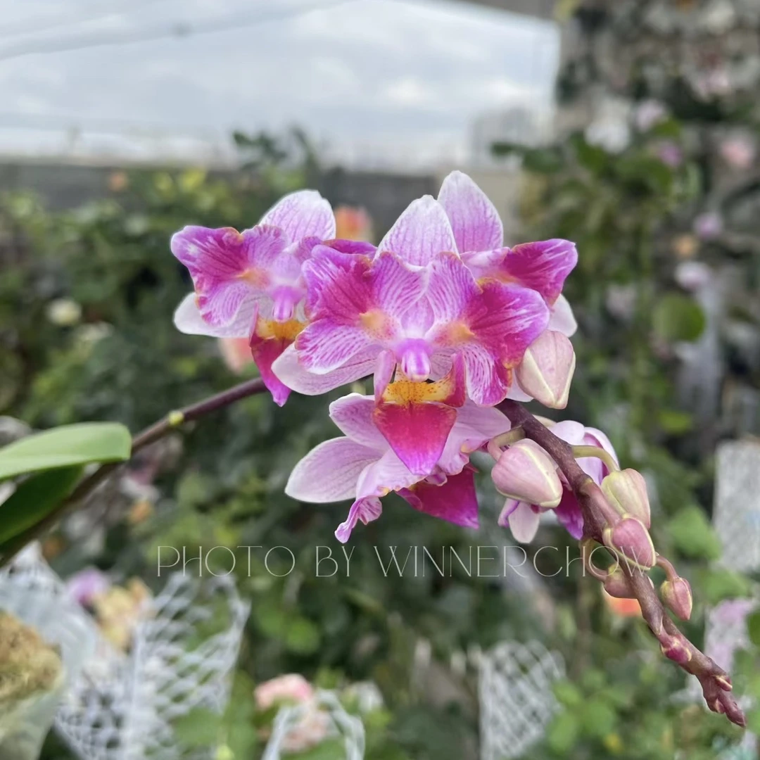 锦鲤【蜡笔小新】3.0寸杯红色系两眼蕾丝边蝴蝶兰小花
