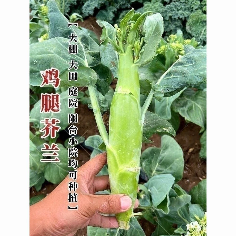 【包邮全店多件优惠】鸡腿芥兰种子甜脆粗条芥兰菜种籽四季种蔬菜种