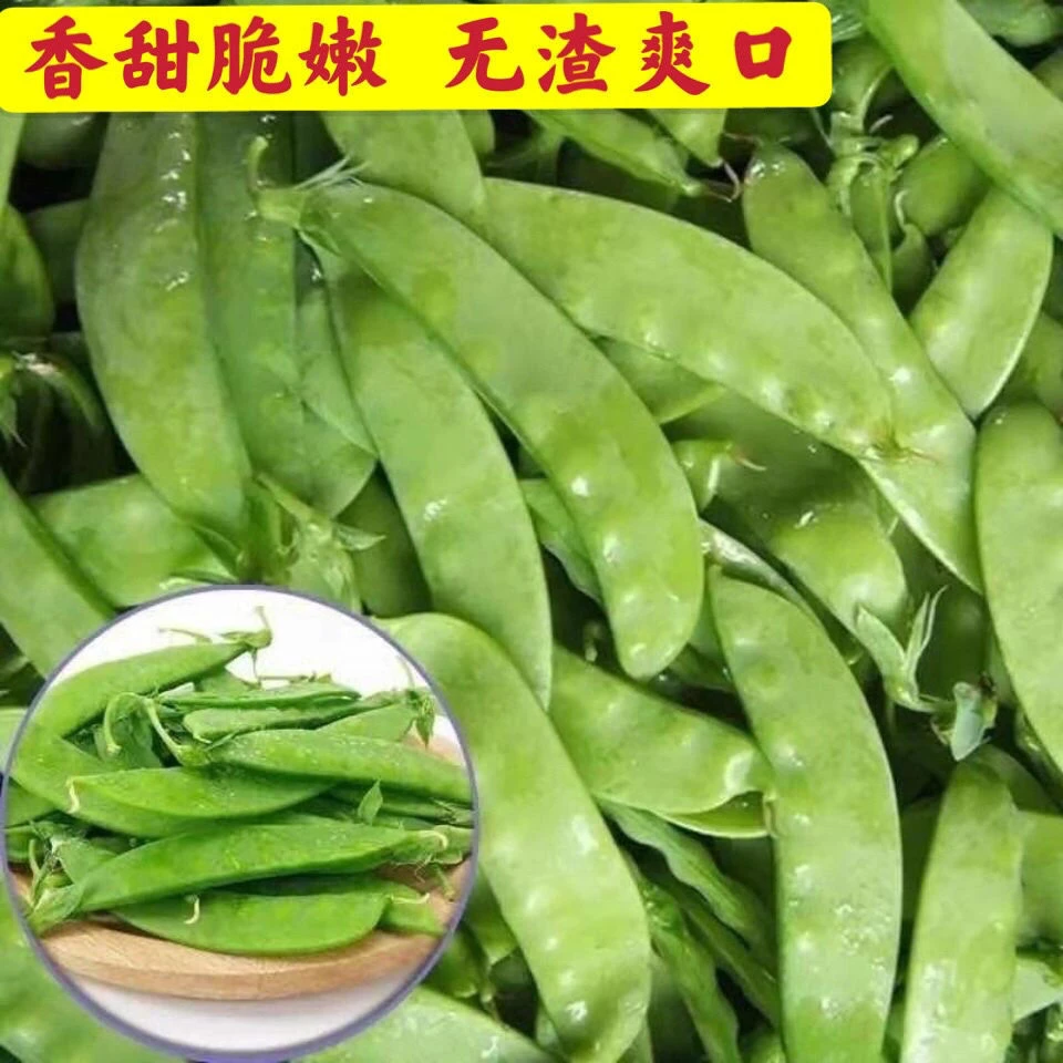 【包邮全店多件优惠】食荚豌豆甜脆荷兰豆种子菜豌豆耐寒秋冬季豆角