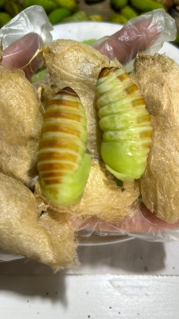 东北软皮神仙蛹无冰衣及时签收冷冻保存塑封发货烹饪时别解化