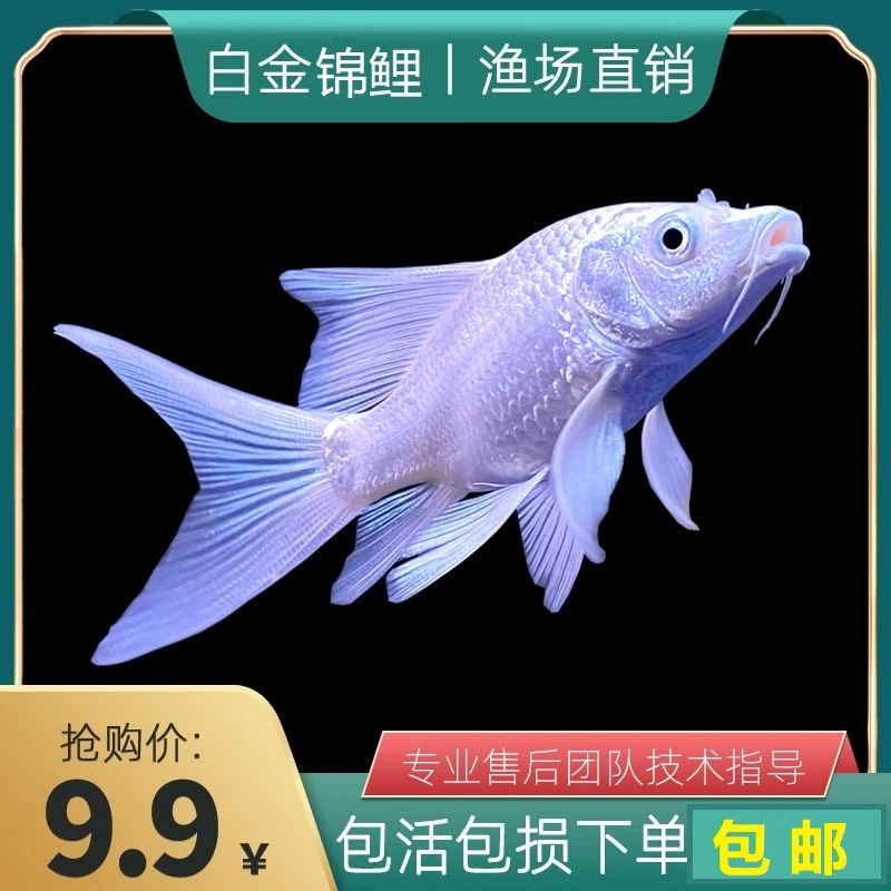 小白金纯锦鲤包邮包活到家10-21厘米鱼池鱼缸观赏鱼好养耐活招财