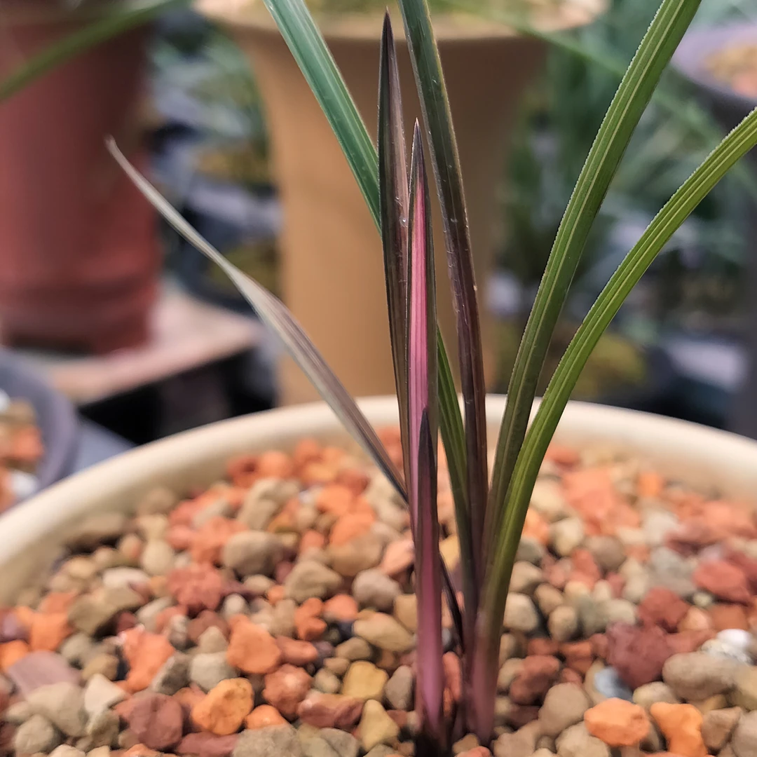 新品蕙兰红香妃丝缟艺