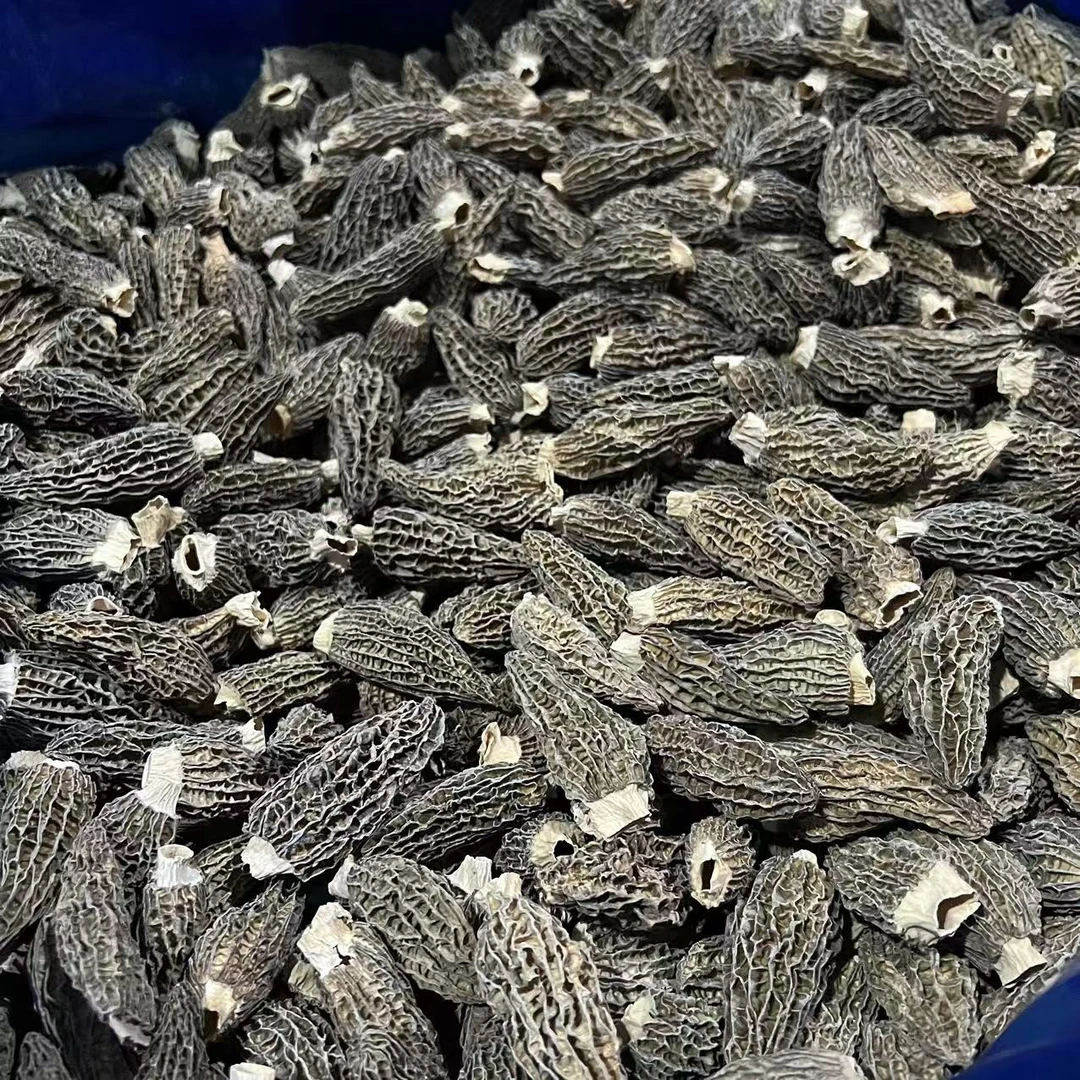 头茬羊肚菌43号