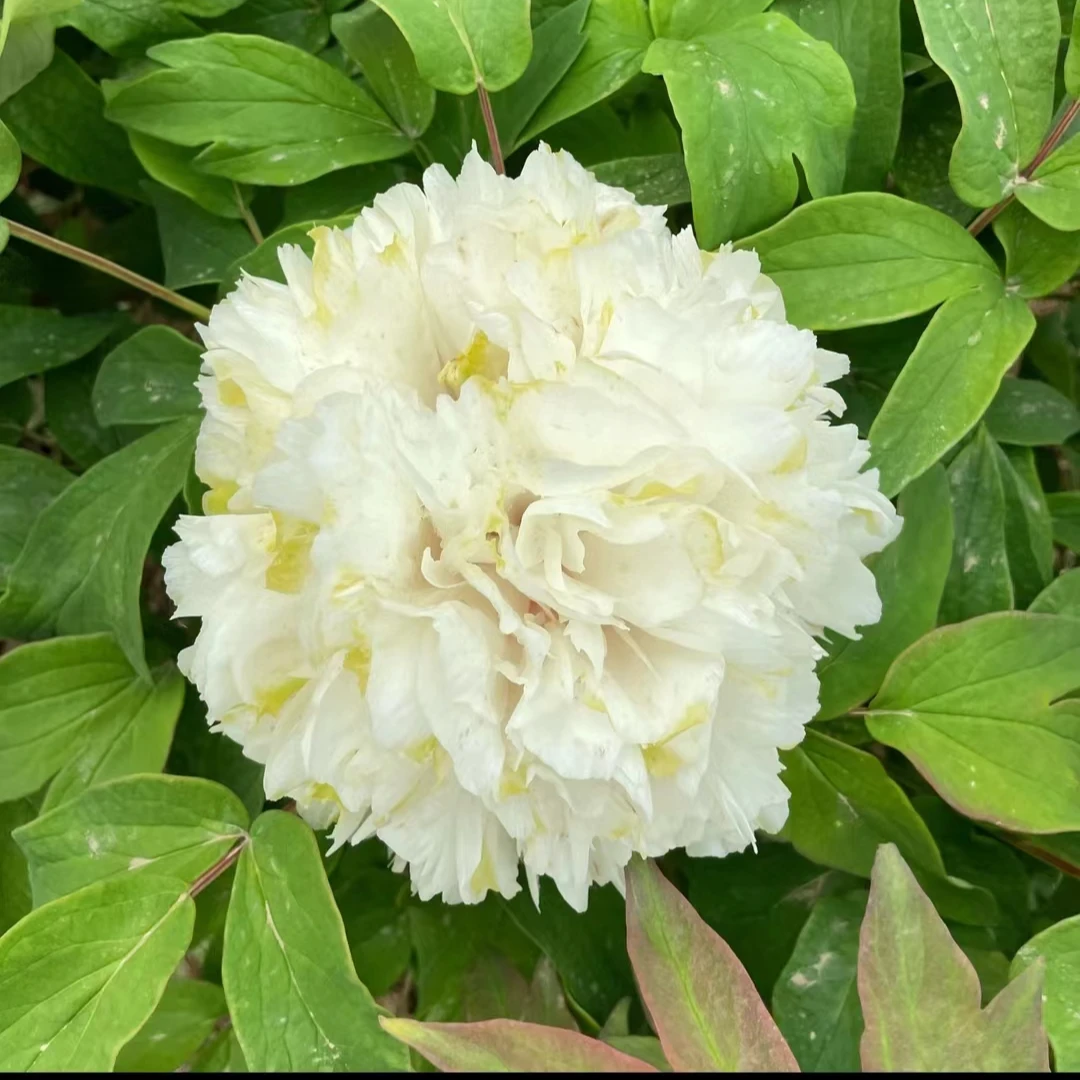 牡丹【绿幕隐玉】基地直发包对版庭院种植重瓣花卉先发花肥秋天发苗